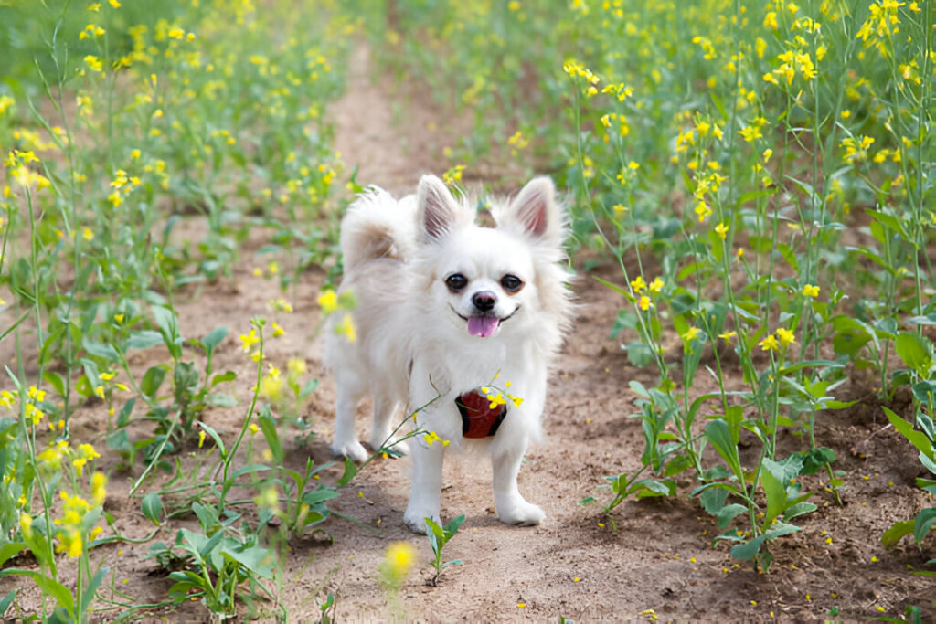 Common Health Concerns in White Chihuahuas