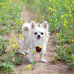 Common Health Concerns in White Chihuahuas