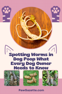 Spotting Worms in Dog Poop What Every Dog Owner Needs to Know