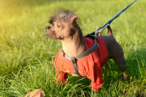 The Hairless Hound