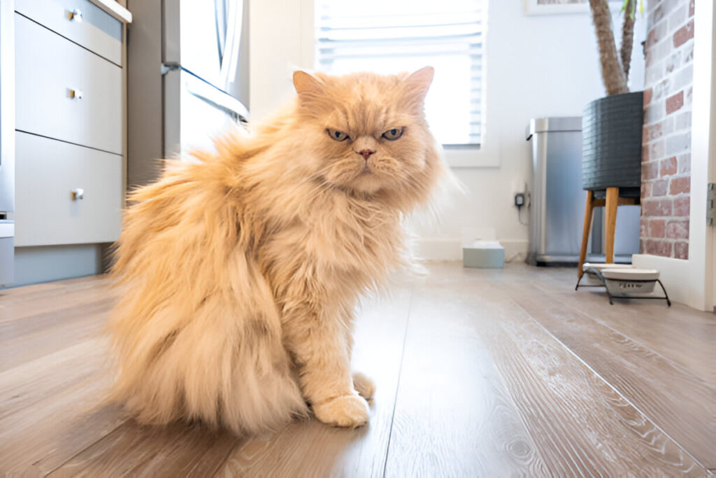 The Maine Coon with a Lion’s Mane