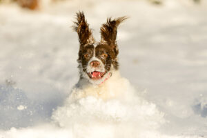 The “Snow Face