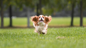 The “Zoomie Tornado