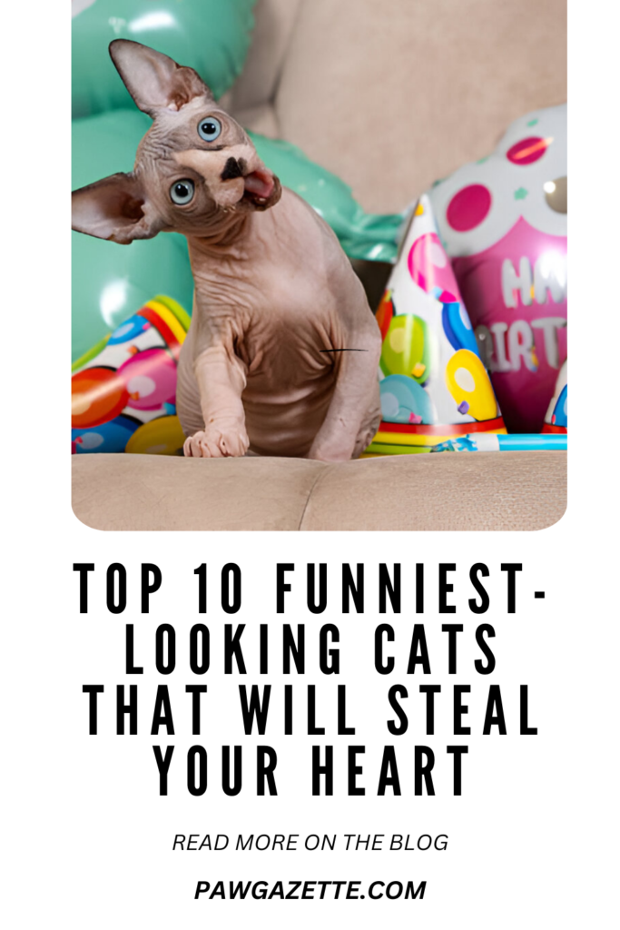 Funny-Looking Cats That Will Brighten Your Day