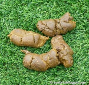 Whipworms in Dog Poop