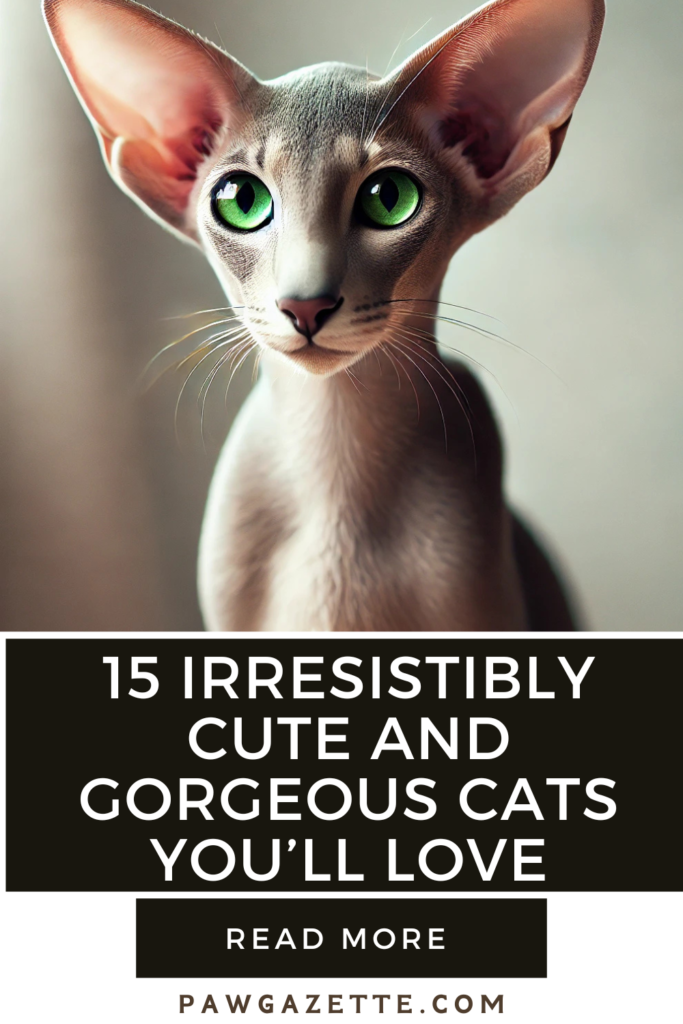 15 Gorgeous Cats